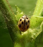 Propylea quattordecimpunctata -15