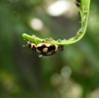 Propylea quattordecimpunctata -16