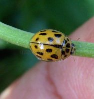 Propylea quattordecimpunctata -16
