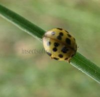 Psyllobora sp