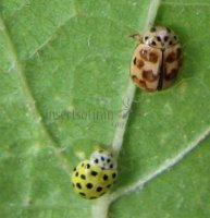 Psyllobora vigintiduopunctata