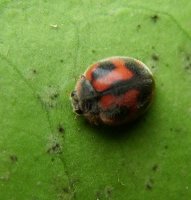 Rodolia cardinalia-1