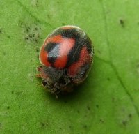 Rodolia cardinalia-2