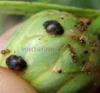Scymnus frontalis