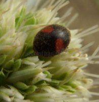 Scymnus interruptus -1