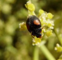 Scymnus interruptus-3