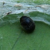 Scymnus rubromaculatus-2