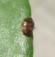 Scymnus sinuanodulus -1
