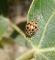 Adalia decempunctata -21