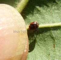 Scymnus sinuanodulus -6