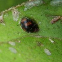 Scymnus sinuanodulus -10