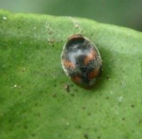 Scymnus sinuanodulus -11