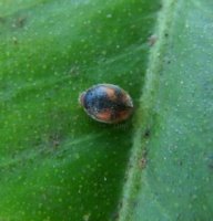 Scymnus sinuanodulus -13