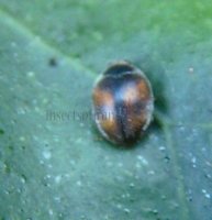 Scymnus sinuanodulus -14