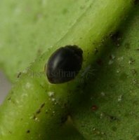Stethorus  punctillum-1