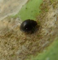 Stethorus  punctillum-3