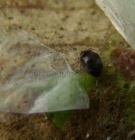 Stethorus  punctillum-4