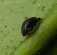 Stethorus  punctillum-5