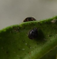 Stethorus  punctillum-6