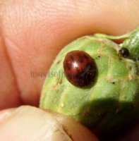 Subcoccinella vigintiquatuorpunctata-1