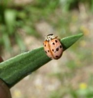 Adalia decempunctata -23