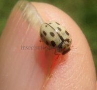 Tytthaspis sedecimpunctata
