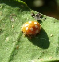 Vibidia duodecimguttata-1