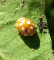 Vibidia duodecimguttata-3