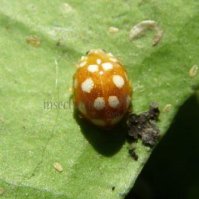 Vibidia duodecimguttata-4