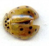 Adalia decempunctata -24
