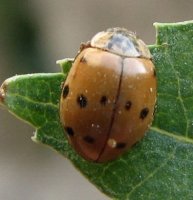 Adalia decempunctata -25