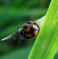 Adalia decempunctata-35