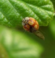 Adalia decempunctata -29