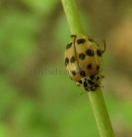 Adalia decempunctata -30