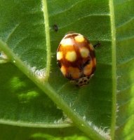 Adalia decempunctata-32