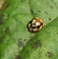 Adalia decempunctata-34