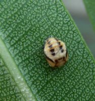 Cheilomenes sexmaculata-2