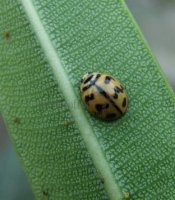 Cheilomenes sexmaculata-3