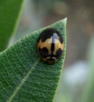 Cheilomenes sexmaculata-4