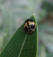 Cheilomenes sexmaculata-5