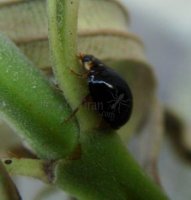 Cheilomenes sexmaculata-9