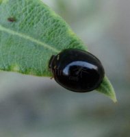 Cheilomenes sexmaculata-10