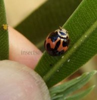 Cheilomenes sexmaculata-13