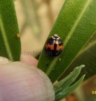 Cheilomenes sexmaculata-14