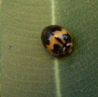 Cheilomenes sexmaculata-16