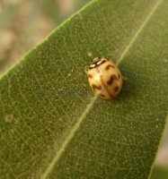 Cheilomenes sexmaculata-17