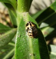 Cheilomenes sexmaculata-24