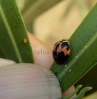 Cheilomenes sexmaculata-25