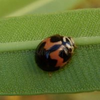 Cheilomenes sexmaculata-26