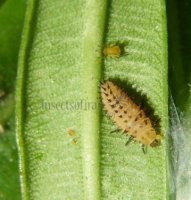 Cheilomenes sexmaculata-28